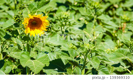 Single yellow sunflower stands out in a field of green plants during a sunny day Single yellow sunflower stands out in a field of green plants during a sunny day 139369310
