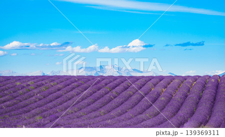 Lavender field with mountains and blue sky in the countryside with rows of plants growing in the ground Lavender field with mountains and blue sky in the countryside with rows of plants growing in the ground 139369311