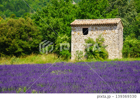Lavender field at sunny day with small stone building in the distance. Provence in France 139369330