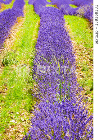 Lavender fields stretch across the landscape in vibrant rows during springtime in rural France 139369331