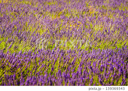 Blooming lavender field in Provence France Blooming lavender field in Provence France 139369343