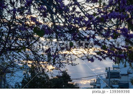 Judas Tree named Cercis siliquastrum or Koutsoupia blooming in Greece during spring season. Pink flowers cover branches under clear sky while sun shines on Mediterranean garden landscape. Judas Tree named Cercis siliquastrum or Koutsoupia blooming in Greece during spring season. Pink flowers cover branches under clear sky while sun shines on Mediterranean garden landscape. 139369398