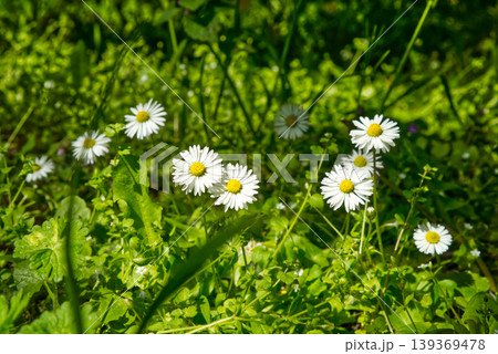 Wild common daisies (Bellis perennis) on a green meadow in sunny weather. 139369478