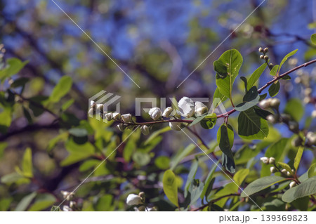 A branch of Crataegus almaatensis with buds of white spring flowers on a blurred green background A branch of Crataegus almaatensis with buds of white spring flowers on a blurred green background 139369823