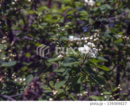 Close-up of Crataegus almaatensis flowers in spring Close-up of Crataegus almaatensis flowers in spring 139369827