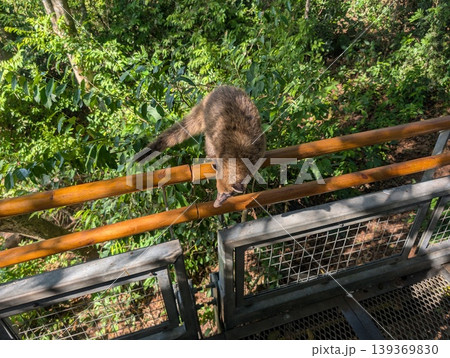 A South American coati, Nasua, rests on the railing of a tourist bridge in Iguazu National Park, Argentina A South American coati, Nasua, rests on the railing of a tourist bridge in Iguazu National Park, Argentina 139369830