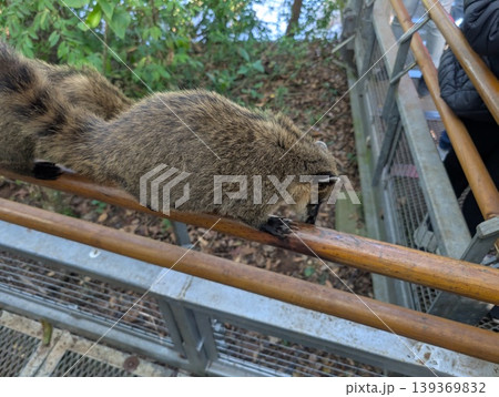 A group of South American coatis, Nasua, on the railings of a tourist bridge in Iguazu National Park, Argentina A group of South American coatis, Nasua, on the railings of a tourist bridge in Iguazu National Park, Argentina 139369832