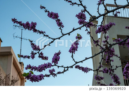 Judas Tree flowers grow on branches in Greece. Spring season brings magenta blossoms to Mediterranean landscape during sunny day with blue sky background. Judas Tree flowers grow on branches in Greece. Spring season brings magenta blossoms to Mediterranean landscape during sunny day with blue sky background. 139369920