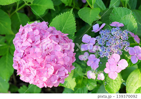 ピンクと青の紫陽花の対比 139370092
