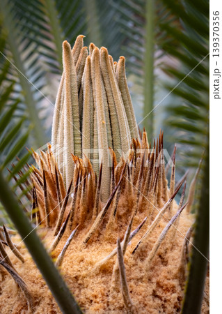 Close-up of a Sago Palm's new growth emerging with fuzzy texture and sharp spines Close-up of a Sago Palm's new growth emerging with fuzzy texture and sharp spines 139370356