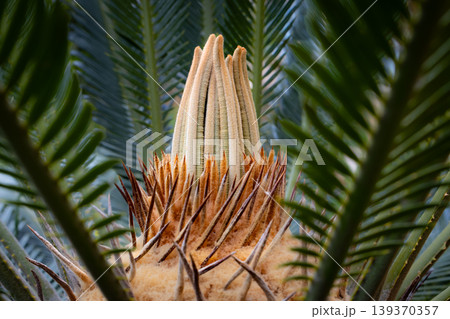 Close-up of a Sago Palm's new growth emerging from its center 139370357