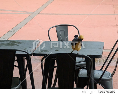 A colorful Cyanocorax chrysops, also known as a crested jay, perched on a table at an outdoor cafe A colorful Cyanocorax chrysops, also known as a crested jay, perched on a table at an outdoor cafe 139370365