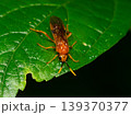 チャイロハバチ 139370377