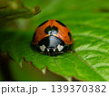 テントウムシ 139370382