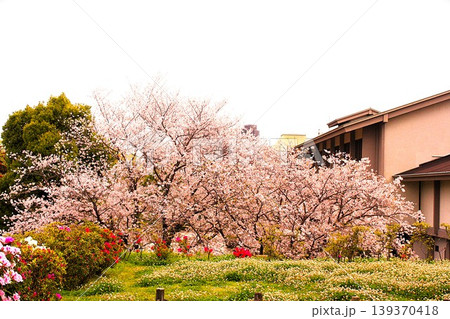 美しく咲く黎明館広場のソメイヨシノ 美しく咲く黎明館広場のソメイヨシノ 139370418