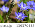 ハルリンドウの青い花 139370432