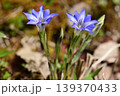 ハルリンドウの青い花 139370433
