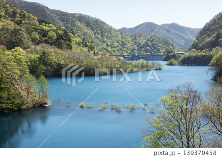 奥四万湖　水中林の新緑　群馬県中之条町 139370458