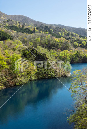 奥四万湖　水中林の新緑　群馬県中之条町 139370461