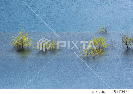 奥四万湖の水中林 139370475