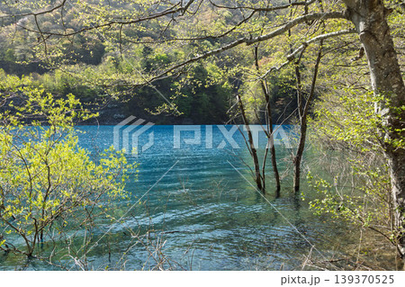 新緑の奥四万湖 群馬県中之条町 新緑の奥四万湖 群馬県中之条町 139370525