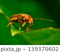 セボシジョウカイ 139370602
