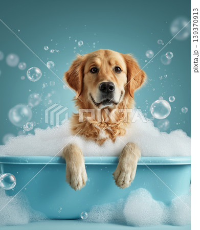 Golden retriever enjoys a bubbly bath in a blue tub. Bubbles surround a cheerful dog as it sits in sudsy water. Golden retriever enjoys a bubbly bath in a blue tub. Bubbles surround a cheerful dog as it sits in sudsy water. 139370913