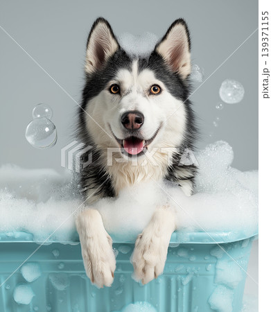 Husky in a bubble bath in a blue tub. Bright bubbles surround the dog. Husky in a bubble bath in a blue tub. Bright bubbles surround the dog. 139371155