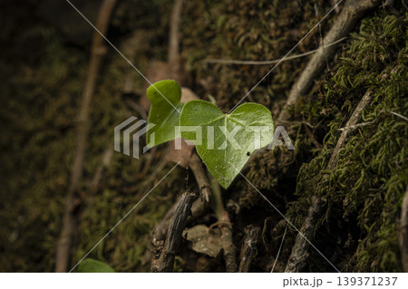 Ivy Leaf on Moss Covered Tree Trunk Close Up. Ivy Leaf on Moss Covered Tree Trunk Close Up. 139371237