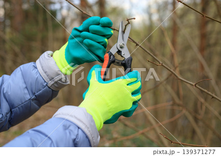 Pruning thorny branches with garden shears in spring 139371277