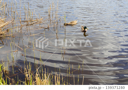 Wild ducks swimming in calm lake water near reeds Wild ducks swimming in calm lake water near reeds 139371280