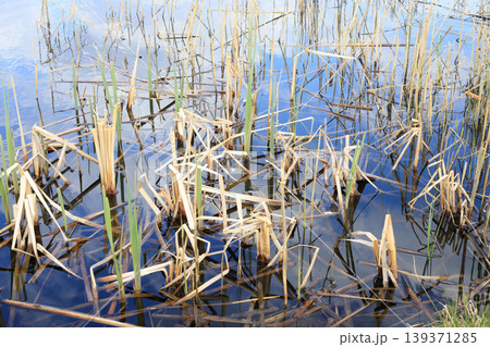 Green reeds and dry stalks in calm blue water 139371285