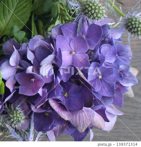 紫陽花の花 クローズアップ 139371314