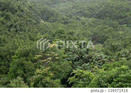 三重県 志摩市 伊勢志摩の風景 雨・霧 森林・ジャングルのイメージ 三重県 志摩市 伊勢志摩の風景 雨・霧 森林・ジャングルのイメージ 139371418