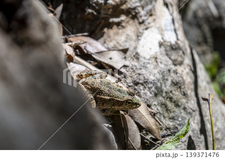 Northern Cricket Frog in Natural Habitat Close Up. Northern Cricket Frog in Natural Habitat Close Up. 139371476