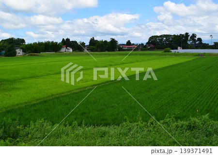 田植え2ヶ月後の水田 田植え2ヶ月後の水田 139371491