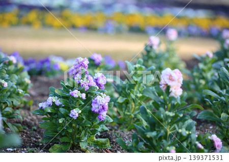 可愛い　ストックの花 139371531