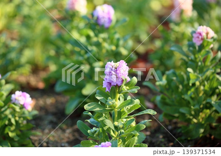 可愛い　ストックの花 139371534