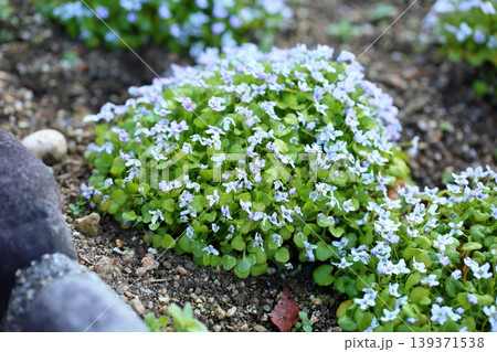 可愛い イオノプシディウムの花 可愛い イオノプシディウムの花 139371538
