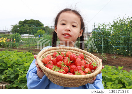 いちご狩りをする女の子 139371558