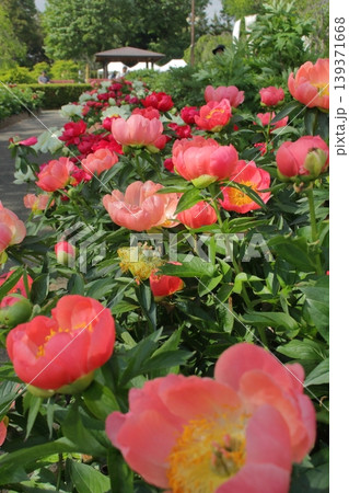 peony road peony road 139371668