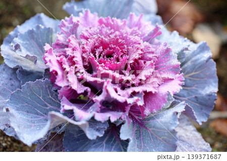 爽やか ハボタンの花 爽やか ハボタンの花 139371687
