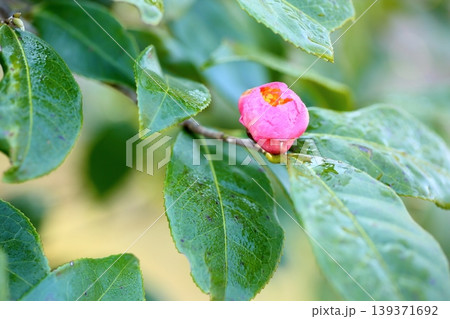 可愛い　炉開きの花 139371692