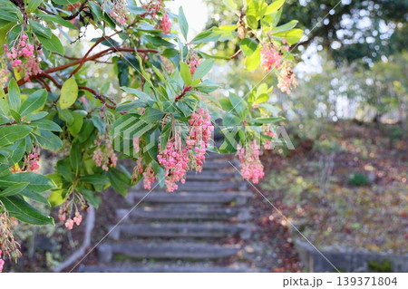 可愛い ヒメイチゴノキの花 可愛い ヒメイチゴノキの花 139371804