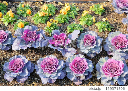 爽やか ハボタンの花 爽やか ハボタンの花 139371806