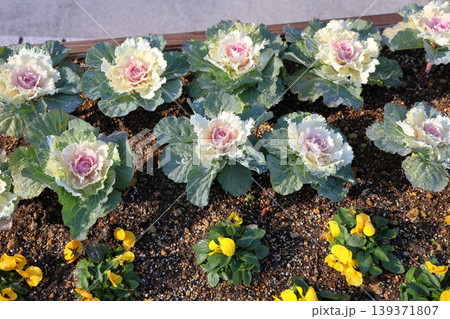 爽やか ハボタンの花 爽やか ハボタンの花 139371807