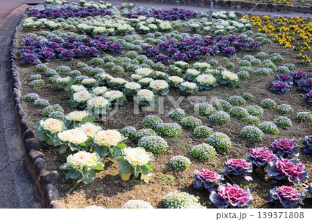 爽やか　ハボタンの花 139371808