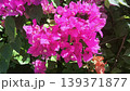 Close-up of vibrant fuchsia pink bougainvillea flowers blooming profusely in a sunny tropical garden. The bright bracts contrast beautifully with the lush green foliage, creating a lively and colorful 139371877