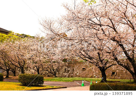 鹿児島県立図書館広場の桜 鹿児島県立図書館広場の桜 139371895