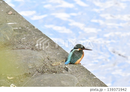 カワセミ カワセミ 139371942